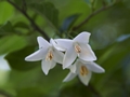 Styrax japonicus-2 Styrak japoński